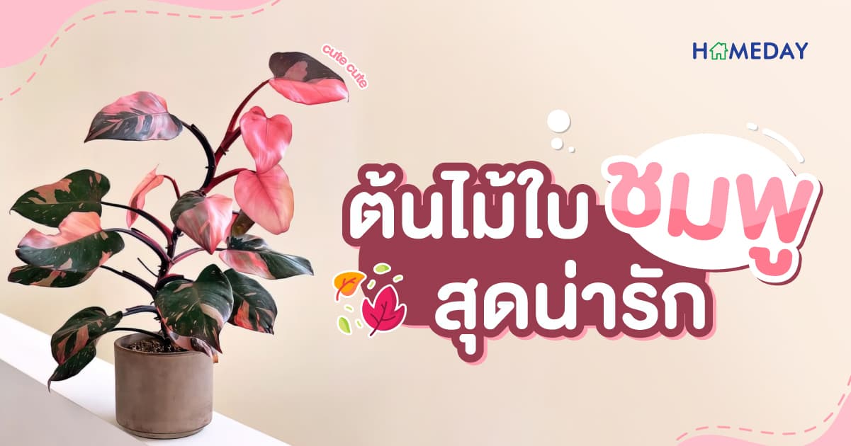 5 ต้นไม้ใบชมพู สุดคิวท์