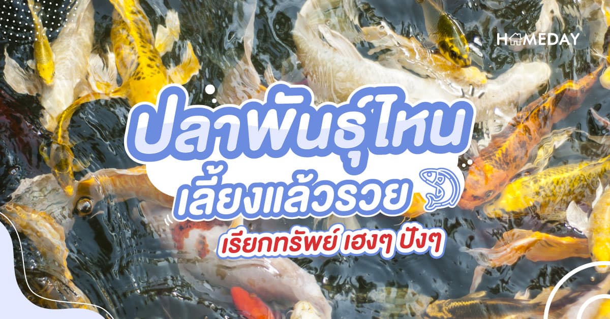 ปลาพันธ์ไหน เลี้ยงแล้วรวย เรียกทรัพย์ เฮงๆ ปังๆ