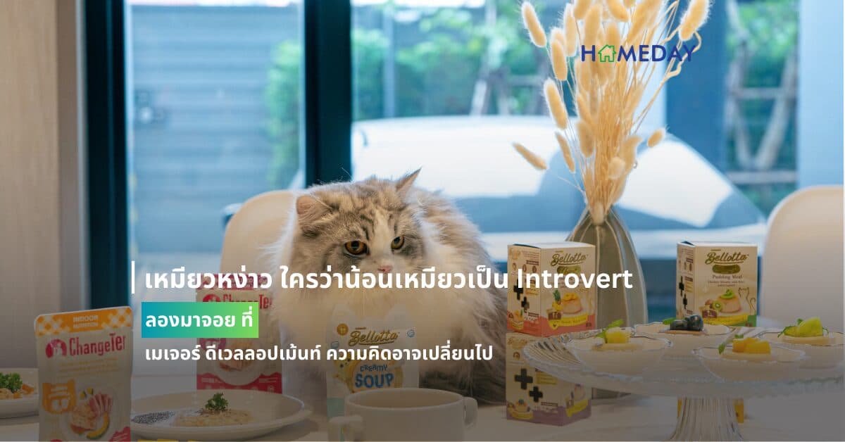 เหมียวหง่าว ใครว่าน้อนเหมียวเป็น Introvert  ลองมาจอย ที่ เมเจอร์ ดีเวลลอปเม้นท์ ความคิดอาจเปลี่ยนไป