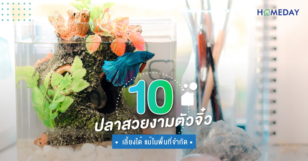 10 ปลาสวยงามขนาดเล็ก เลี้ยงได้ในพื้นที่จำกัด