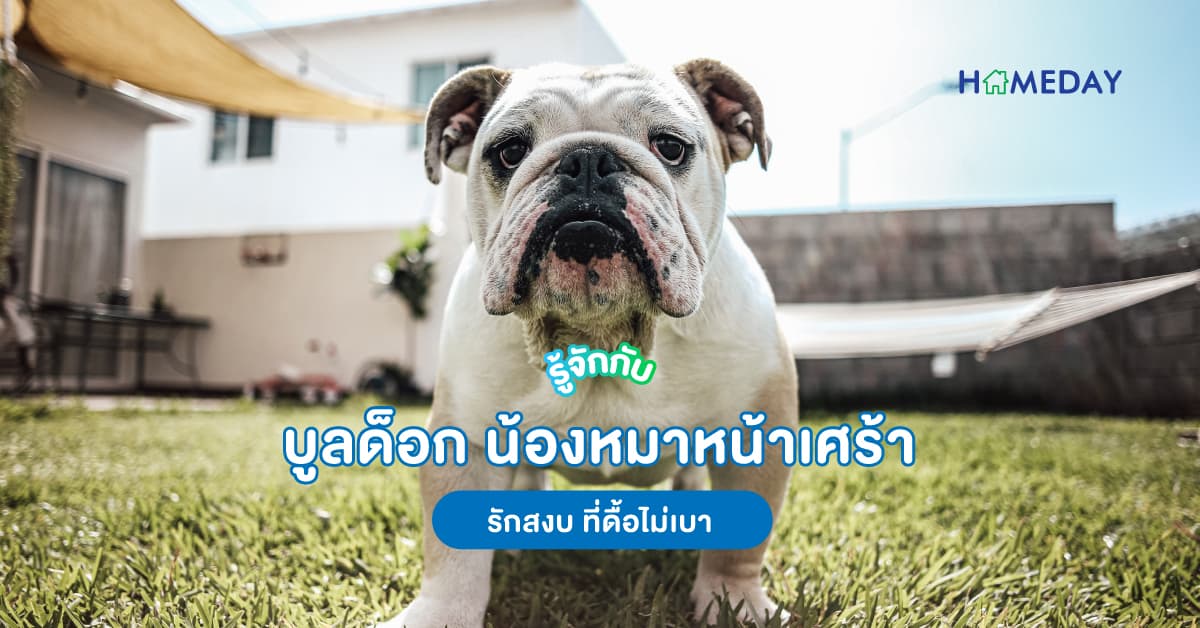 รู้จักกับ บูลด็อก น้องหมาหน้าเศร้า รักสงบ ที่ดื้อไม่เบา