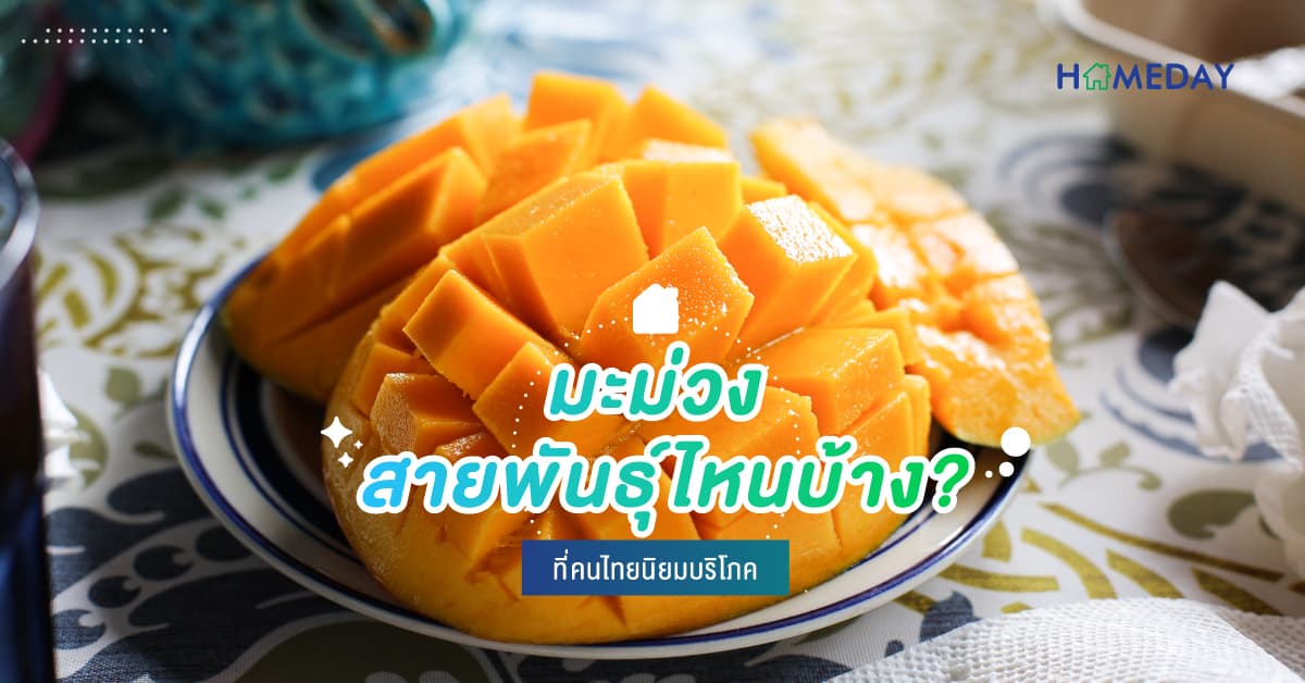 มะม่วง สายพันธุ์ไหนบ้าง? ที่คนไทยนิยมบริโภค