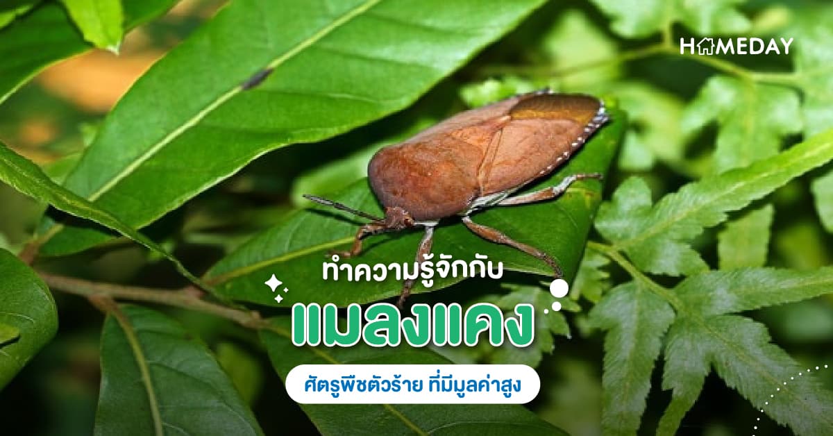 แมงแคงหรือแมลงแคง ทำความรู้จักศัตรูตัวร้าย ที่มีมูลค่าสูง