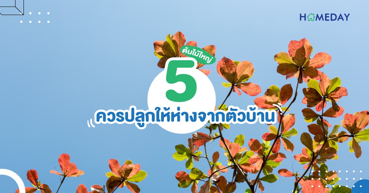 5 ต้นไม้ใหญ่ ควรปลูกให้ห่างจากตัวบ้าน