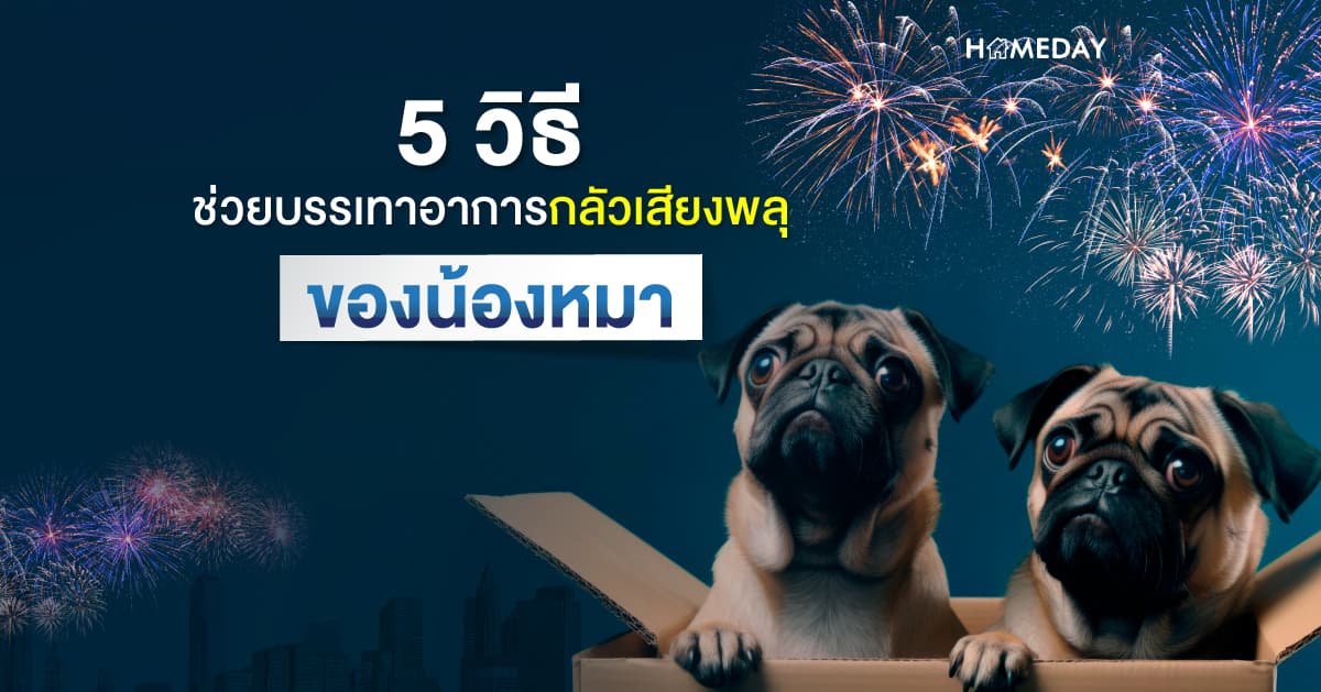 5 วิธี ช่วยบรรเทาอาการกลัวเสียงพลุของน้องหมา
