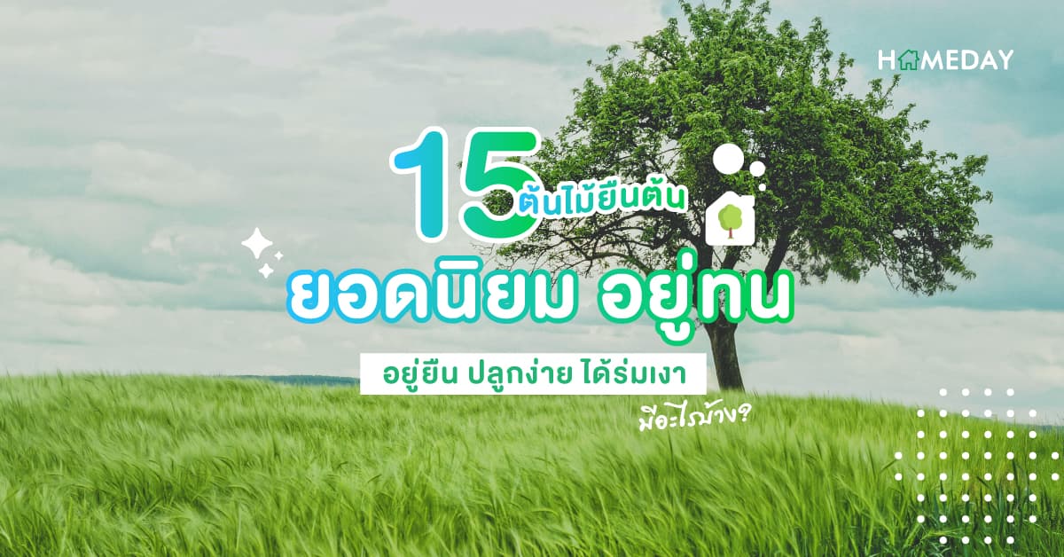 15 ต้นไม้ยืนต้น ยอดนิยม อยู่ทน อยู่ยืน ปลูกง่าย ได้ร่มเงา มีอะไรบ้าง?