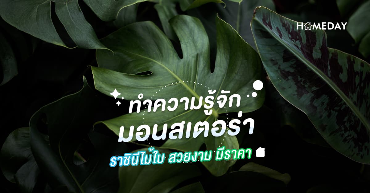 ทำความรู้จัก ‘มอนสเตอร่า’ ราชินีไม้ใบ สวยงาม มีราคา