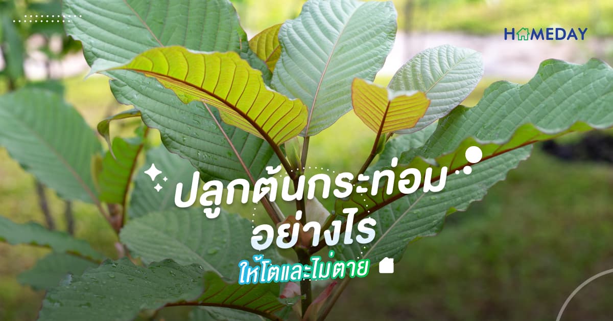 ปลูกต้นกระท่อมอย่างไรให้โตและไม่ตาย