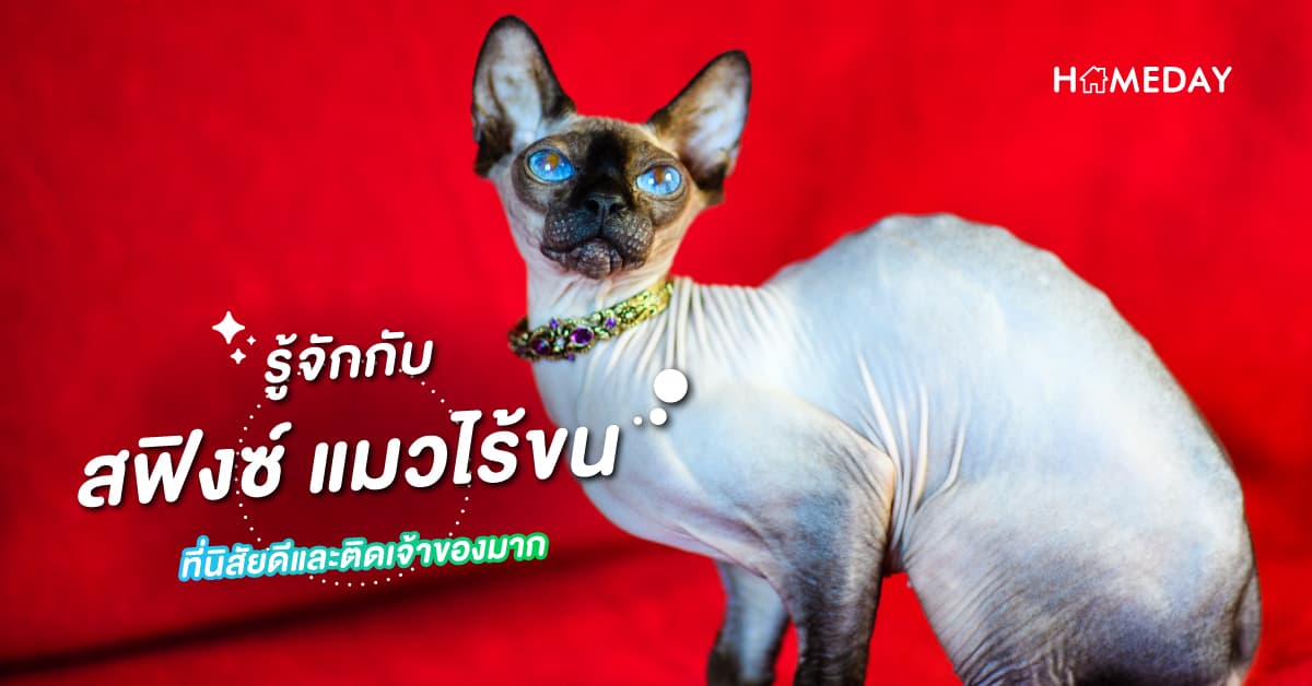 รู้จักกับ สฟิงซ์ แมวไร้ขนที่นิสัยดีและติดเจ้าของมาก