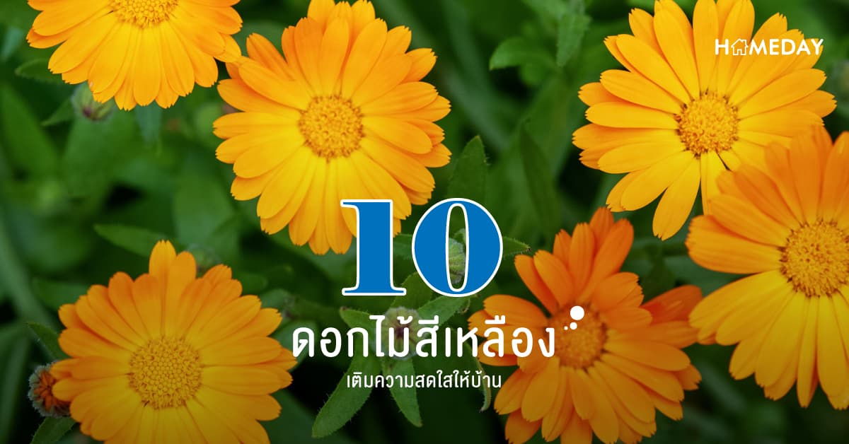 10 ดอกไม้สีเหลือง เติมความสดใสให้บ้าน