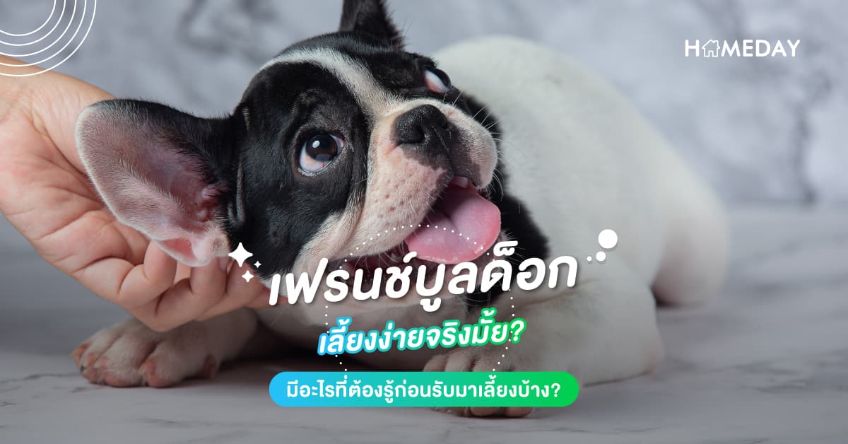 เฟรนช์บูลด็อกเลี้ยงง่ายจริงมั้ย? มีอะไรที่ต้องรู้ก่อนรับมาเลี้ยงบ้าง?