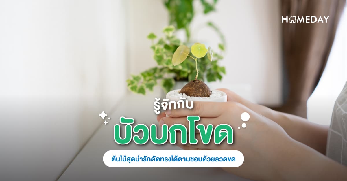 รู้จักกับ ‘บัวบกโขด’ ต้นไม้สุดน่ารักดัดทรงได้ตามชอบด้วยลวดขด