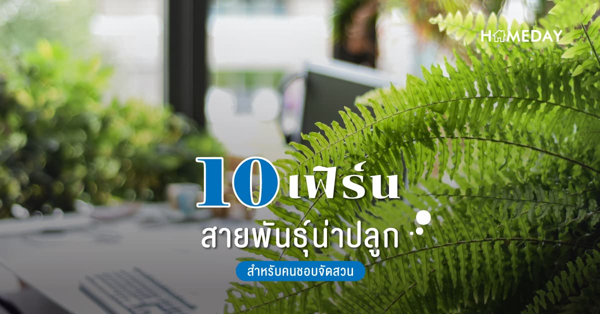 10 เฟิร์นสายพันธุ์น่าปลูกสำหรับคนชอบจัดสวน
