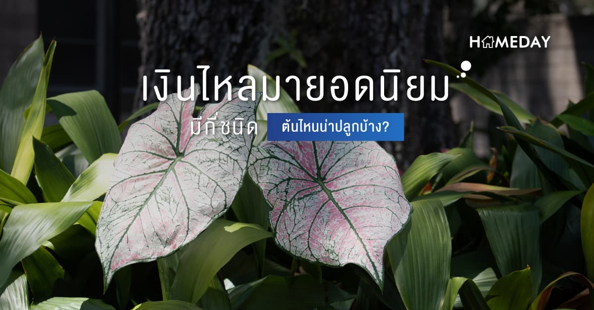 เงินไหลมายอดนิยมมีกี่ชนิด ต้นไหนน่าปลูกบ้าง?