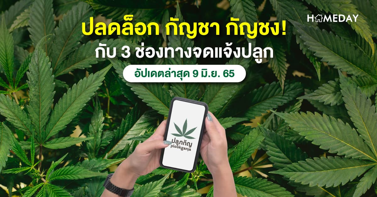 ปลดล็อก กัญชา กัญชง! กับ 3 ช่องทางจดแจ้งปลูก อัปเดตล่าสุด 9 มิ.ย. 65