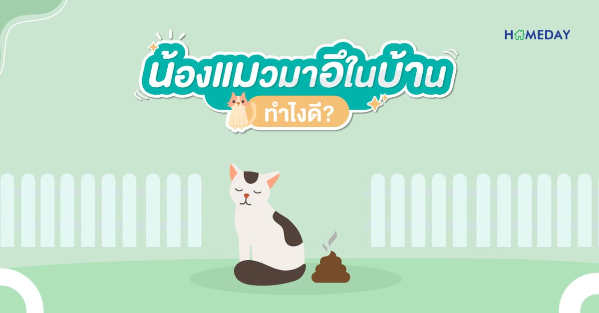 น้องแมวมาอึในบ้าน ทำไงดี?