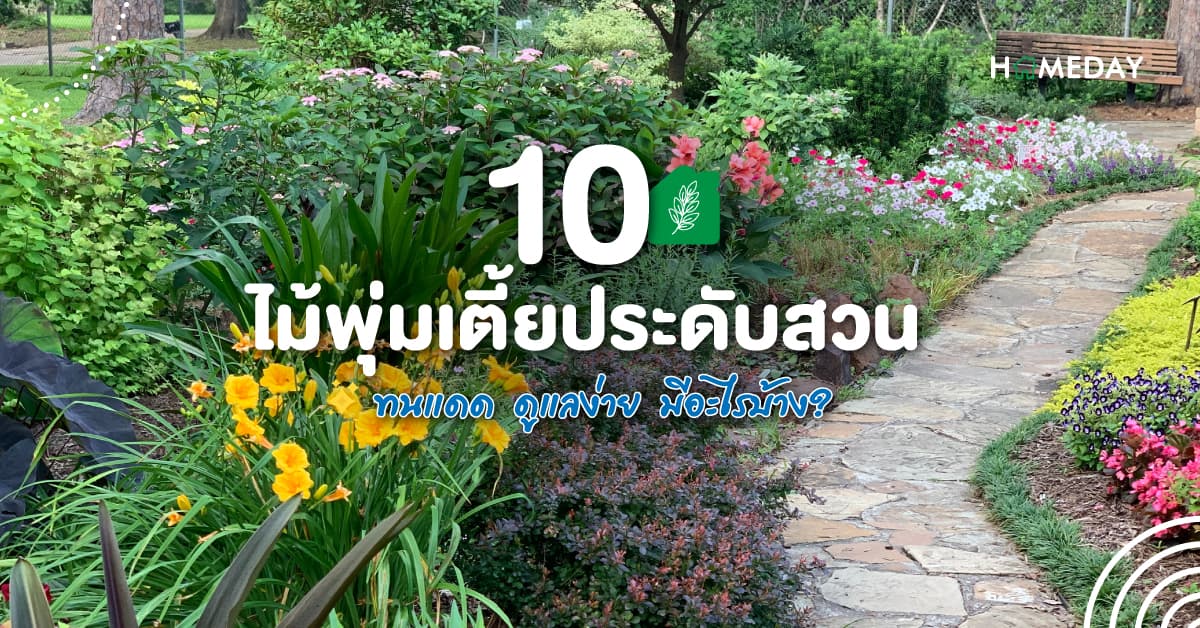 10 ไม้พุ่มเตี้ยประดับสวน ทนแดด ดูแลง่าย มีอะไรบ้าง?