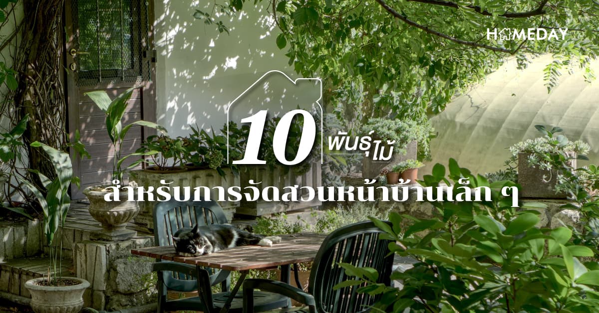 10 พันธุ์ไม้สำหรับการจัดสวนหน้าบ้านเล็ก ๆ