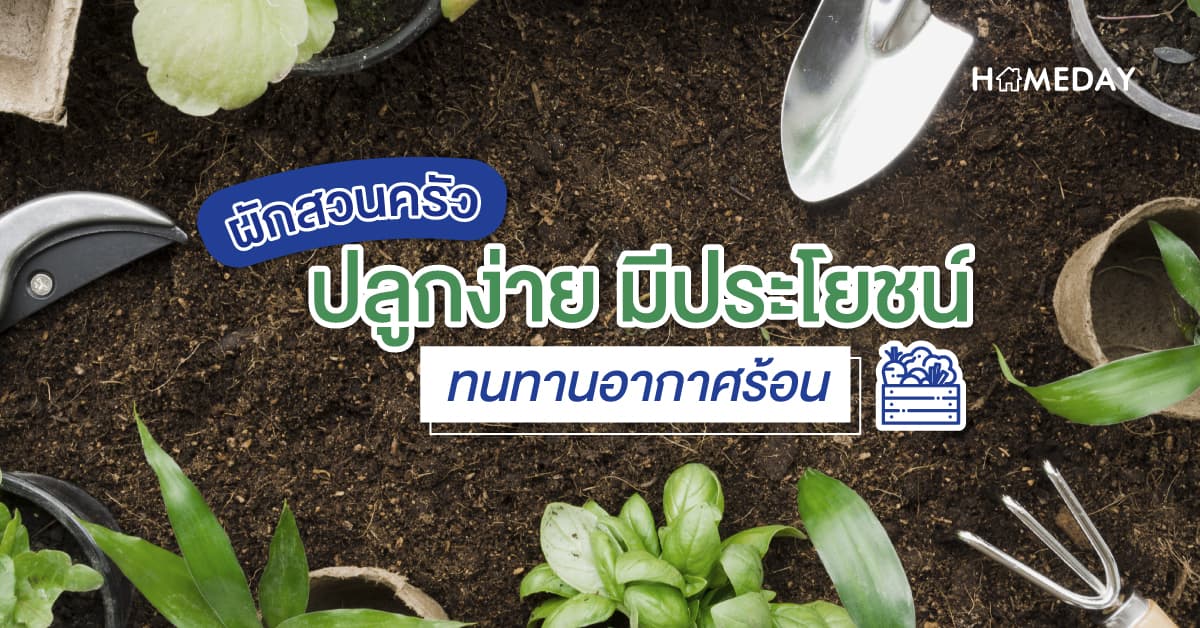 ผักสวนครัว ปลูกง่าย มีประโยชน์ ทนทานอากาศร้อน