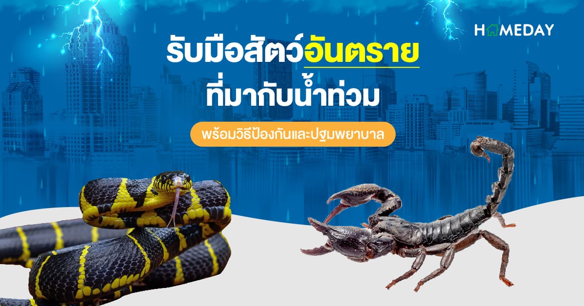 รับมือสัตว์อันตรายที่มากับน้ำท่วม พร้อมวิธีป้องกันและปฐมพยาบาล