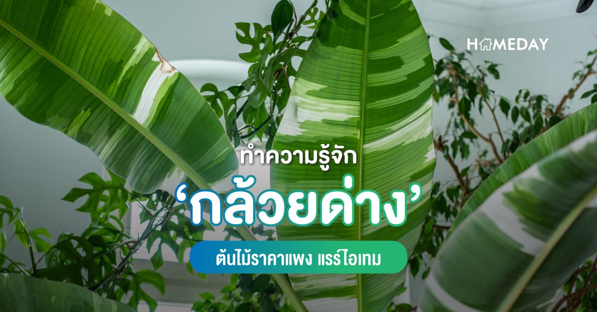 ทำความรู้จัก ‘กล้วยด่าง’ ต้นไม้ราคาแพง แรร์ไอเทม