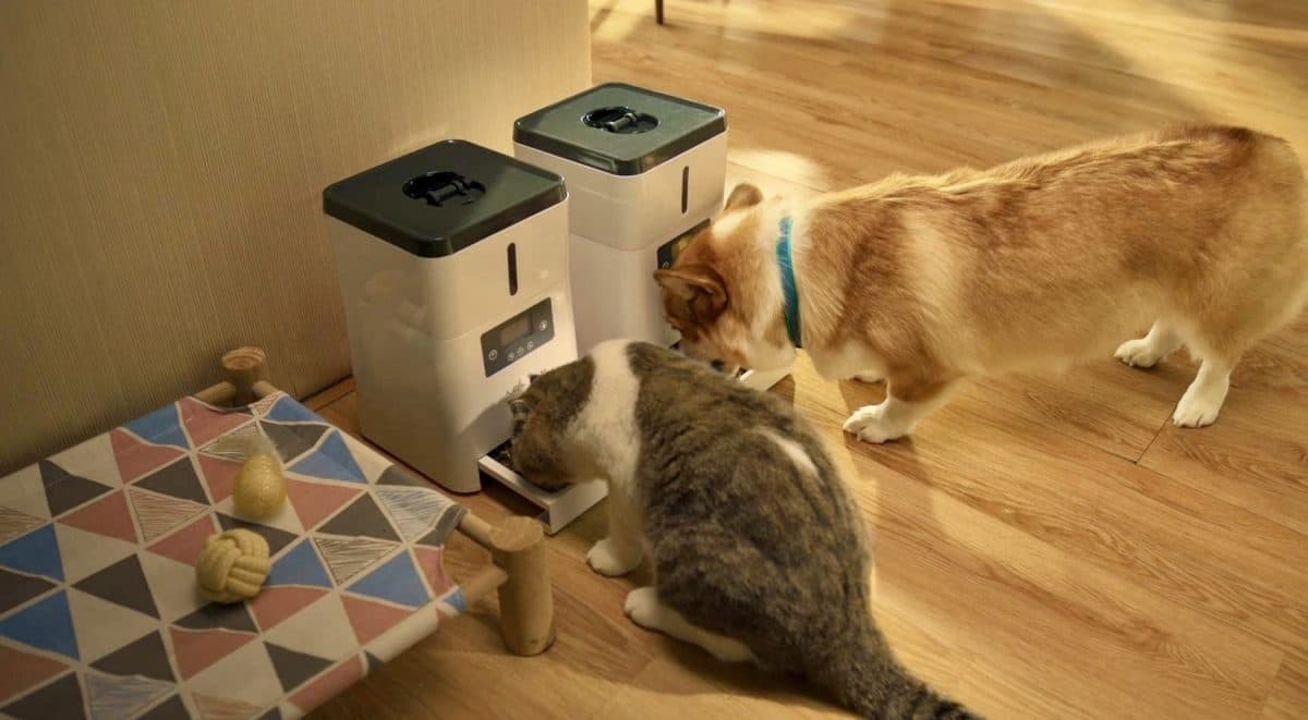 “Thailand Cat Lovers Fair 2025” มหกรรมทาสแมวแห่งปี! เปิดลิสต์ 5 ไอเท็มเด็ดที่เจ้านายต้องเลิฟ