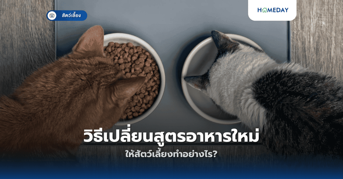 วิธีเปลี่ยนสูตรอาหารใหม่ให้สัตว์เลี้ยงทำอย่างไร?