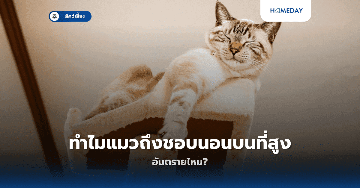 ทำไมแมวถึงชอบนอนบนที่สูง อันตรายไหม?