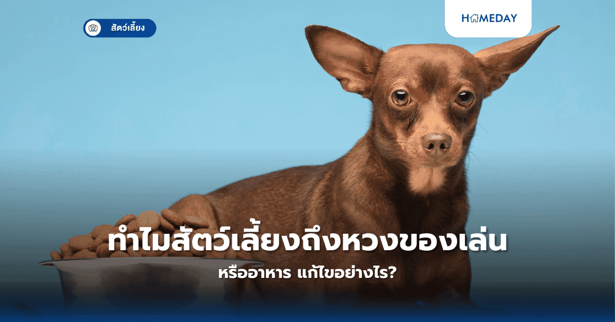ทำไมสัตว์เลี้ยงถึงหวงของเล่นหรืออาหาร แก้ไขอย่างไร?