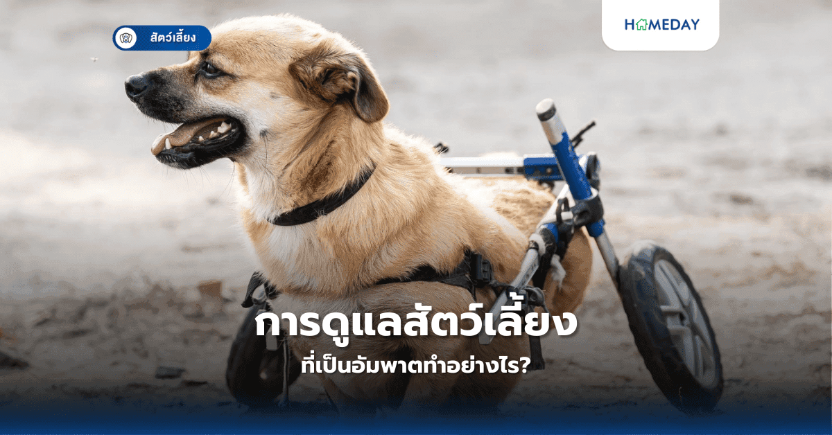 การดูแลสัตว์เลี้ยงที่เป็นอัมพาตทำอย่างไร?