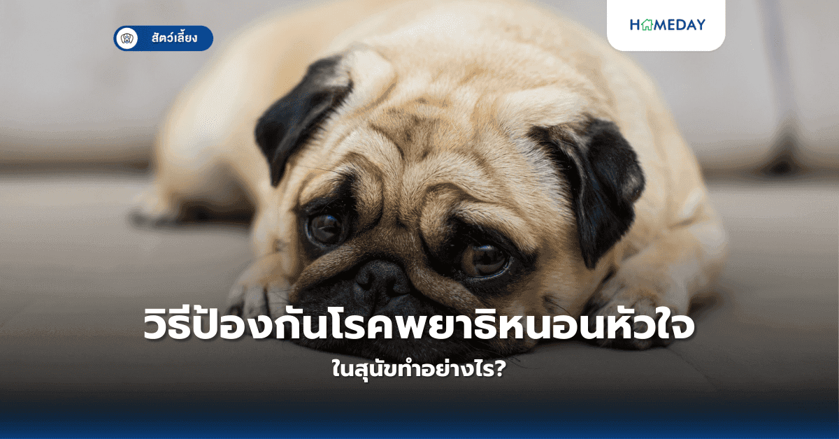 วิธีป้องกันโรคพยาธิหนอนหัวใจในสุนัขทำอย่างไร?