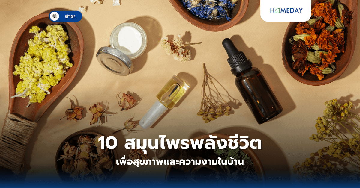 10 สมุนไพรพลังชีวิต เพื่อสุขภาพและความงามในบ้าน