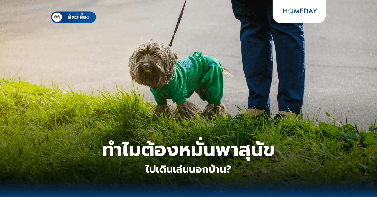 ทำไมต้องหมั่นพาสุนัขไปเดินเล่นนอกบ้าน?
