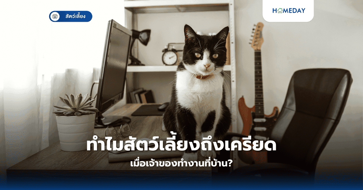 ทำไมสัตว์เลี้ยงถึงเครียดเมื่อเจ้าของทำงานที่บ้าน?