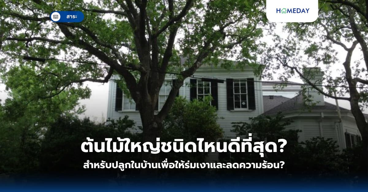 ต้นไม้ใหญ่ชนิดไหนดีที่สุดสำหรับปลูกในบ้านเพื่อให้ร่มเงาและลดความร้อน?