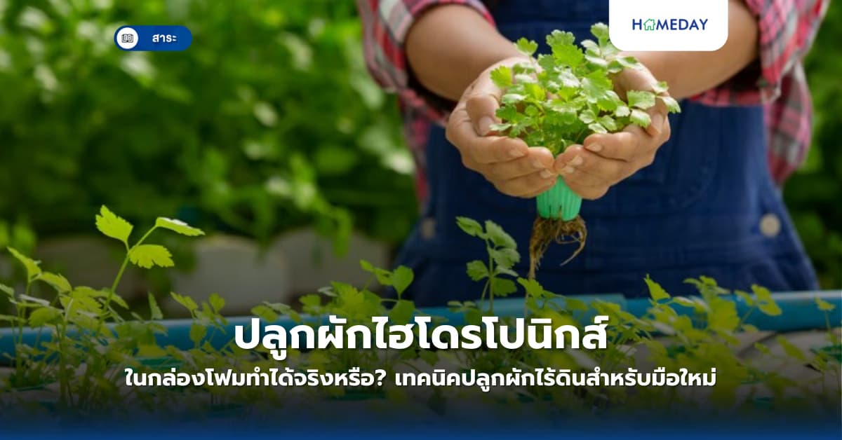 ปลูกผักไฮโดรโปนิกส์ในกล่องโฟมทำได้จริงหรือ? เทคนิคปลูกผักไร้ดินสำหรับมือใหม่