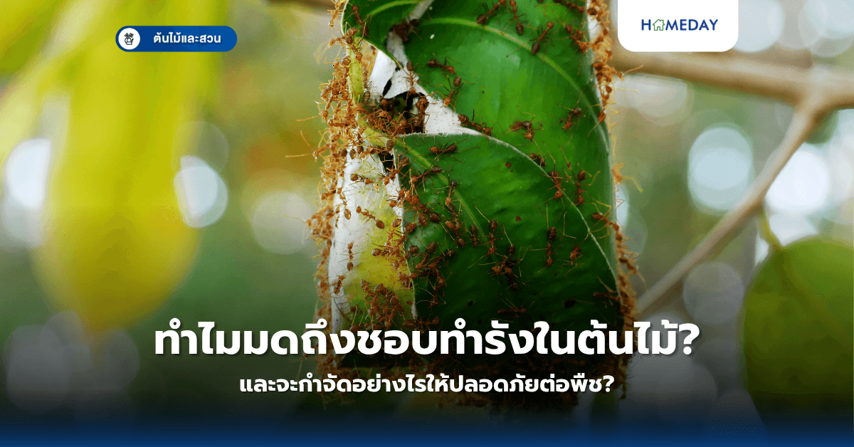 ทำไมมดถึงชอบทำรังในต้นไม้และจะกำจัดอย่างไรให้ปลอดภัยต่อพืช?