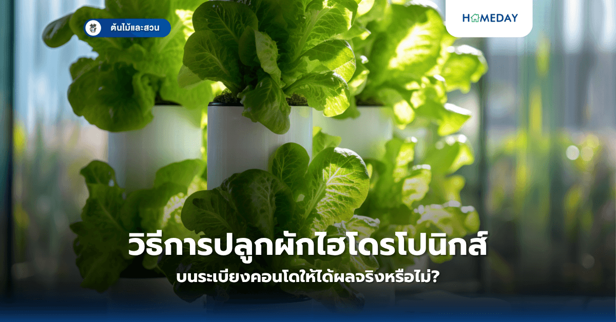 วิธีการปลูกผักไฮโดรโปนิกส์บนระเบียงคอนโดให้ได้ผลจริงหรือไม่?