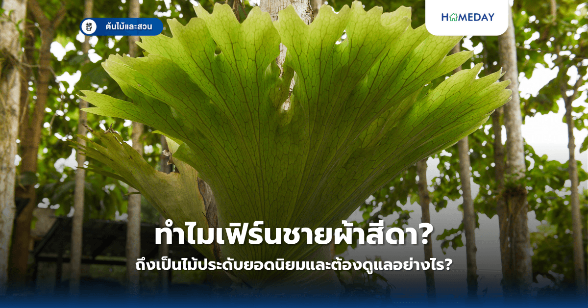 ทำไมเฟิร์นชายผ้าสีดาถึงเป็นไม้ประดับยอดนิยมและต้องดูแลอย่างไร?