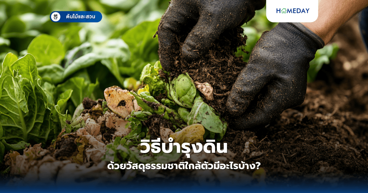 วิธีบำรุงดินด้วยวัสดุธรรมชาติใกล้ตัวมีอะไรบ้าง?