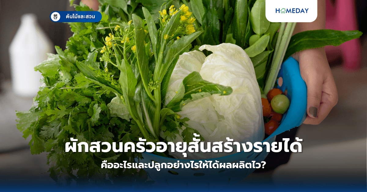 ผักสวนครัวอายุสั้นสร้างรายได้ คืออะไรและปลูกอย่างไรให้ได้ผลผลิตไว?