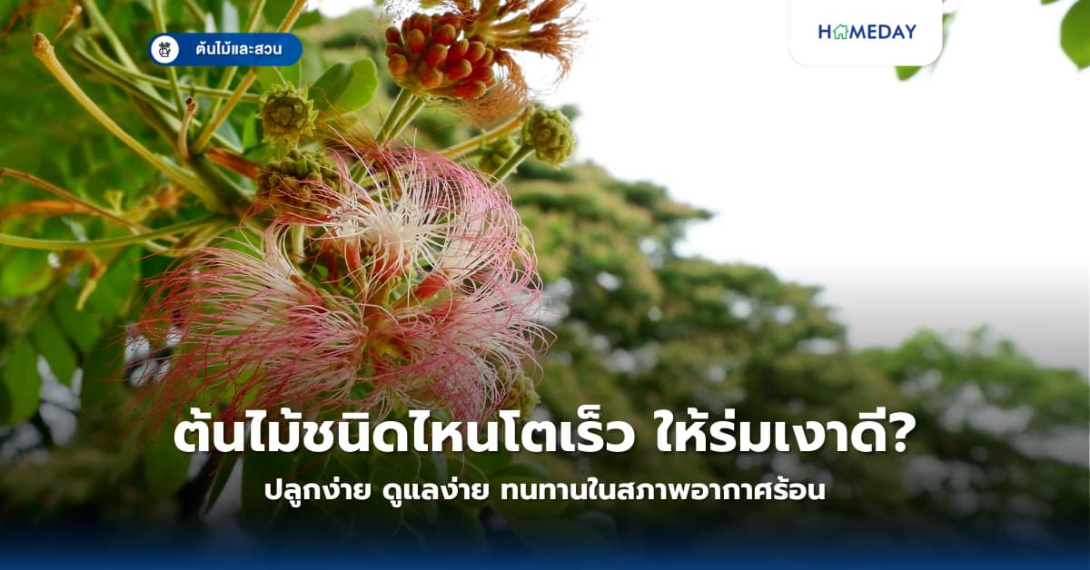 ต้นไม้ชนิดไหนโตเร็ว ให้ร่มเงาดี ปลูกง่าย ดูแลง่าย ทนทานในสภาพอากาศร้อน?