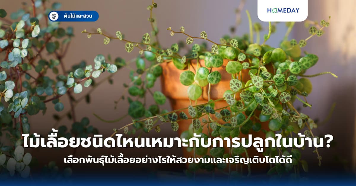 ไม้เลื้อยชนิดไหนเหมาะกับการปลูกในบ้าน? เลือกพันธุ์ไม้เลื้อยอย่างไรให้สวยงามและเจริญเติบโตได้ดี