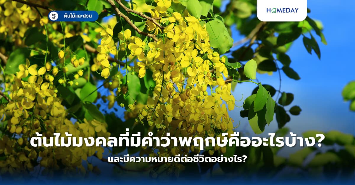 ต้นไม้มงคลที่มีคำว่าพฤกษ์คืออะไรบ้าง? และมีความหมายดีต่อชีวิตอย่างไร?