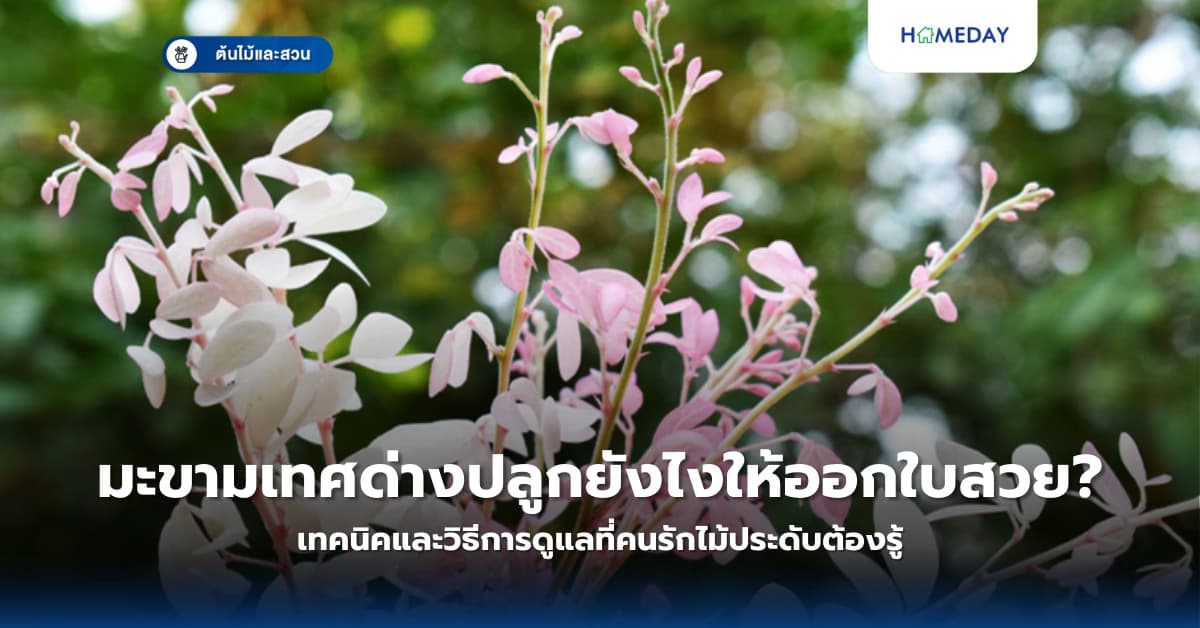 มะขามเทศด่างปลูกยังไงให้ออกใบสวย? เทคนิคและวิธีการดูแลที่คนรักไม้ประดับต้องรู้