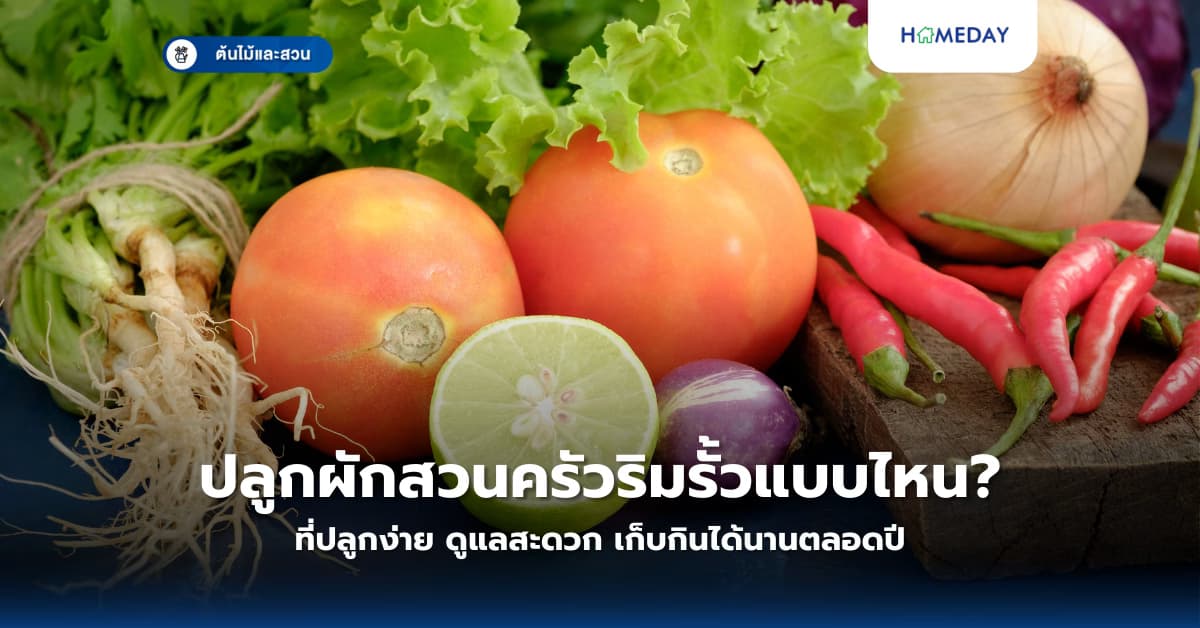 ปลูกผักสวนครัวริมรั้วแบบไหนที่ปลูกง่าย ดูแลสะดวก เก็บกินได้นานตลอดปี?