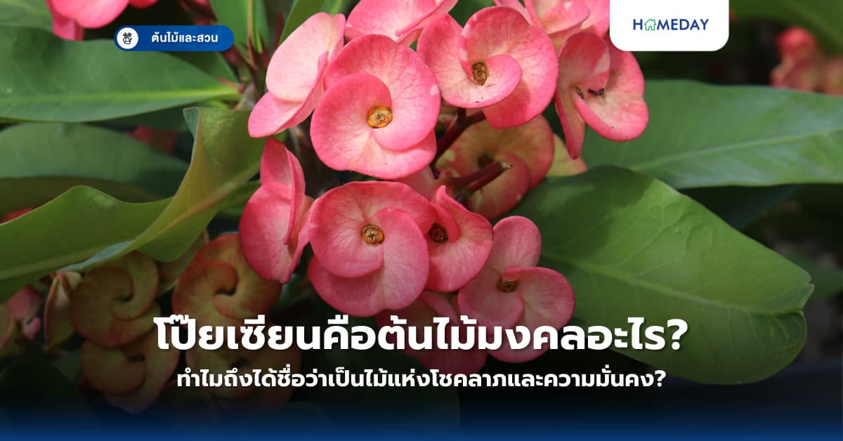 โป๊ยเซียนคือต้นไม้มงคลอะไร? ทำไมถึงได้ชื่อว่าเป็นไม้แห่งโชคลาภและความมั่นคง?