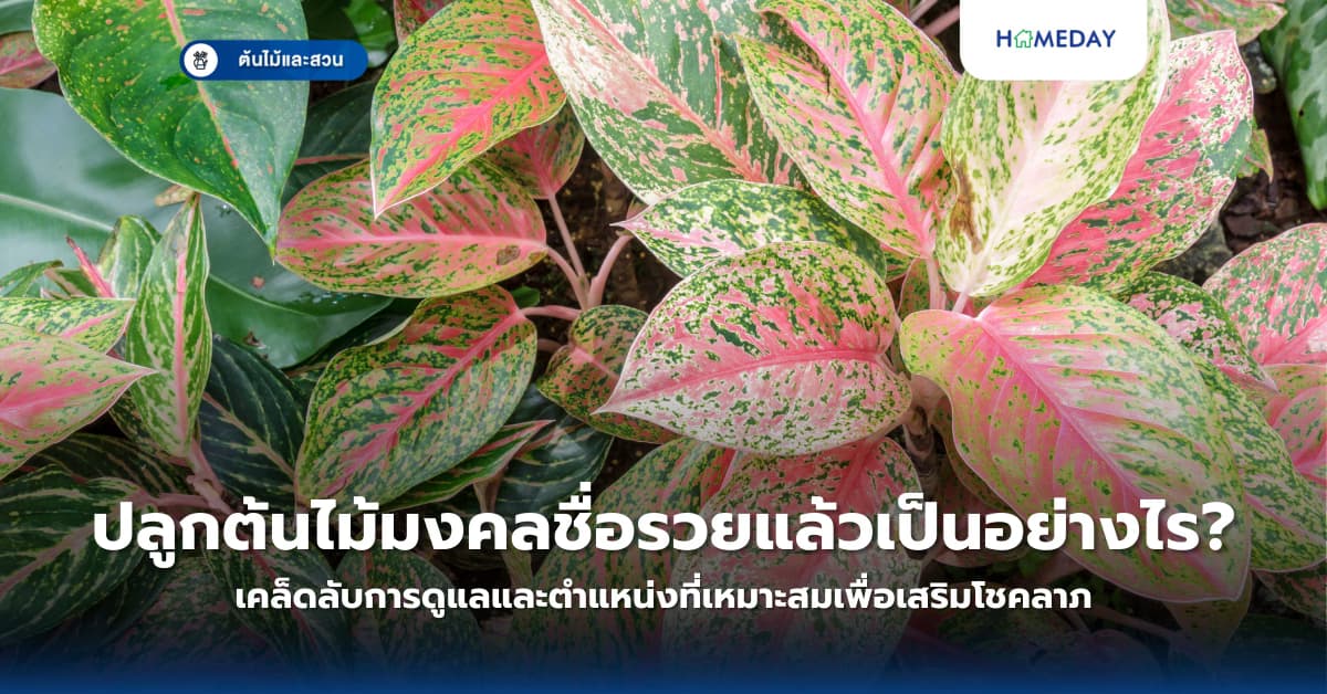 ปลูกต้นไม้มงคลชื่อรวยแล้วเป็นอย่างไร? เคล็ดลับการดูแลและตำแหน่งที่เหมาะสมเพื่อเสริมโชคลาภ