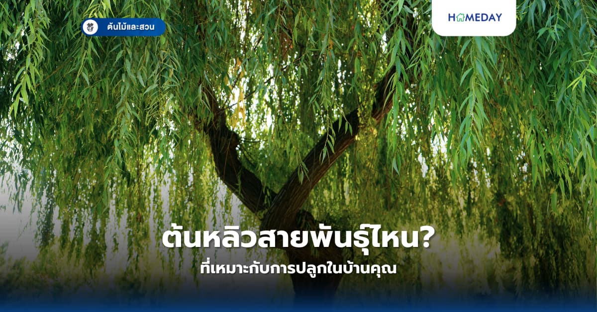 ต้นหลิวสายพันธุ์ไหน ที่เหมาะกับการปลูกในบ้านคุณ?