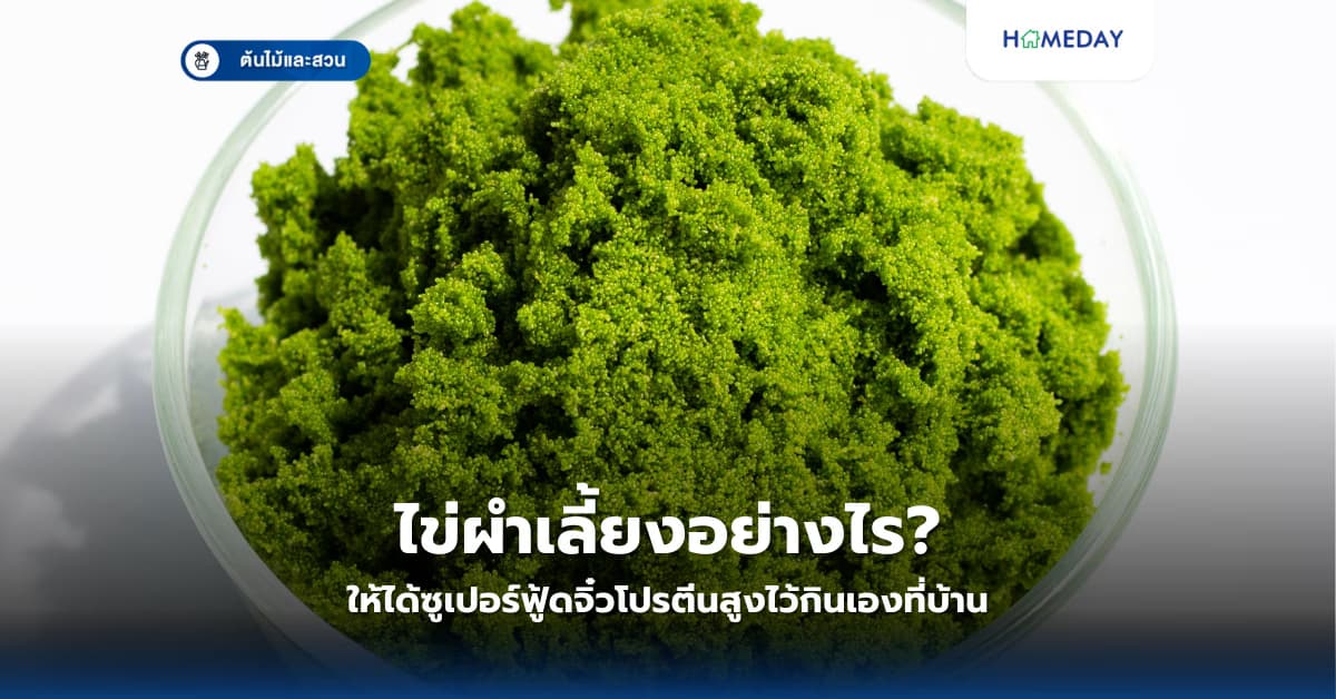 ไข่ผำเลี้ยงอย่างไร ให้ได้ซูเปอร์ฟู้ดจิ๋วโปรตีนสูงไว้กินเองที่บ้าน?